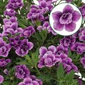 Bild von Calibrachoa double P12 special purple bicolor